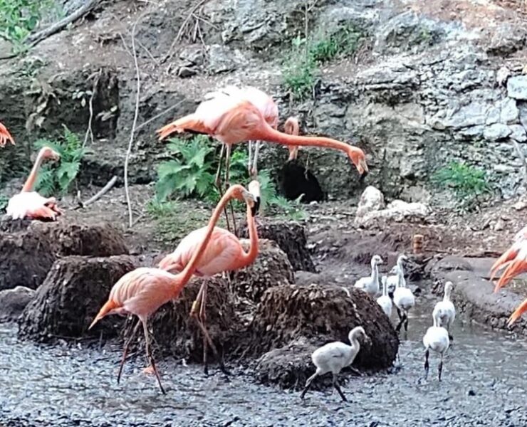 Nacen flamencos en Animaya y fortalecen conservación de la vida silvestre