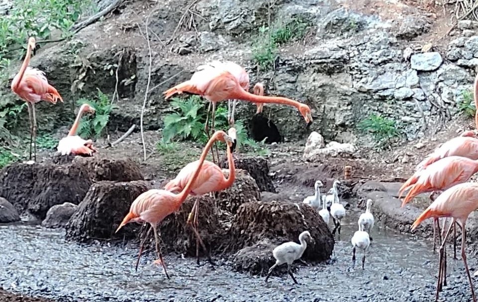 Nacen flamencos en Animaya y fortalecen conservación de la vida silvestre
