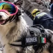 Perrita rescatista de Cancún ayuda en la búsqueda de sobrevivientes tras los sismos en Venezuela