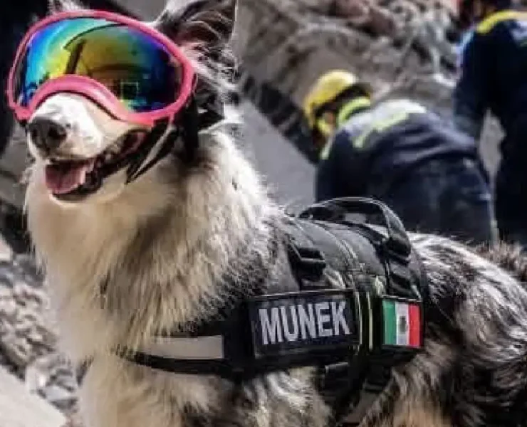 Perrita rescatista de Cancún ayuda en la búsqueda de sobrevivientes tras los sismos en Venezuela