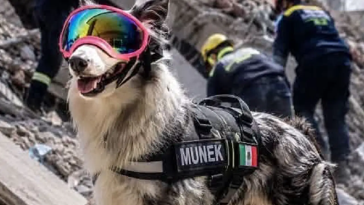 Perrita rescatista de Cancún ayuda en la búsqueda de sobrevivientes tras los sismos en Venezuela