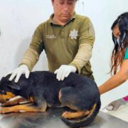 Perrito con lesiones es rescatado en Kanasín tras presunto maltrato animal