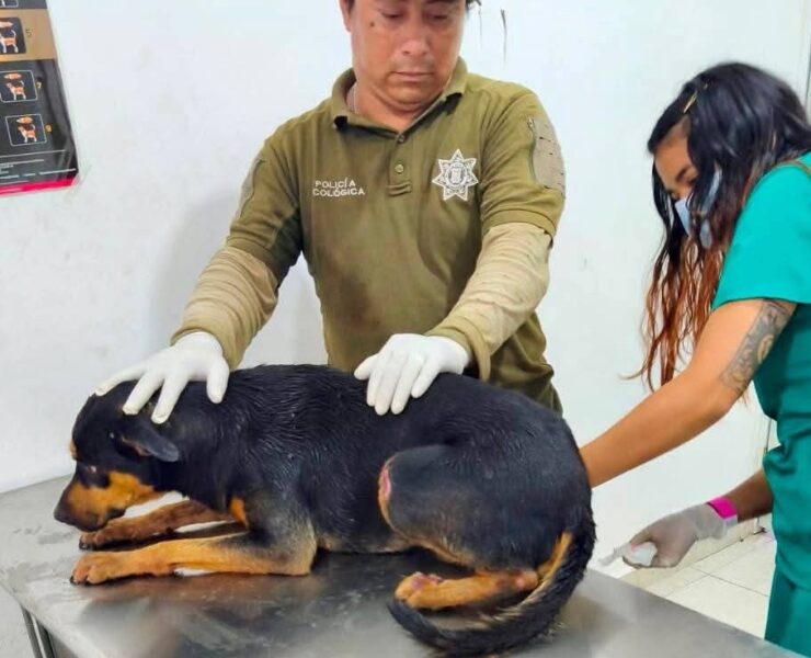 Perrito con lesiones es rescatado en Kanasín tras presunto maltrato animal