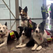 Perros rescatistas mexicanos viajan a Venezuela