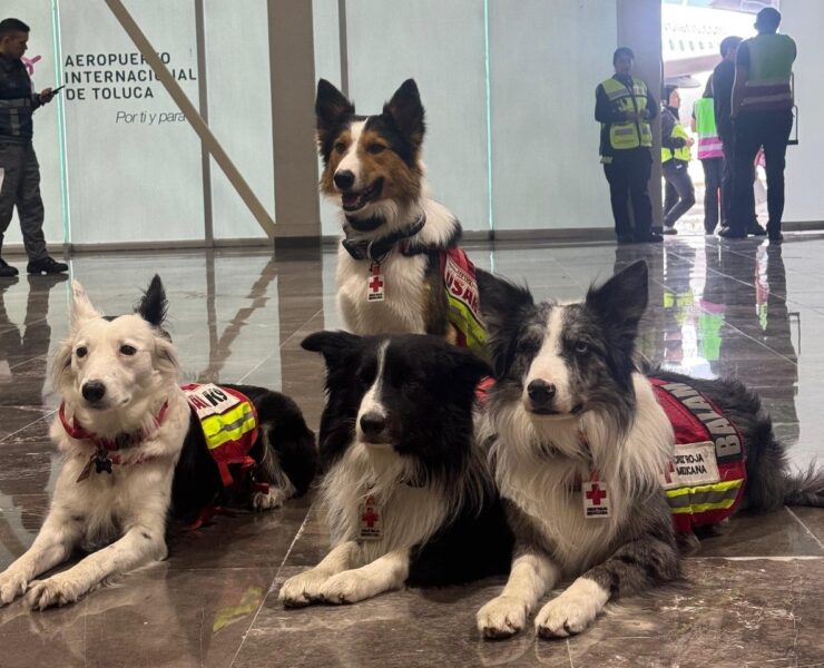 Perros rescatistas mexicanos viajan a Venezuela