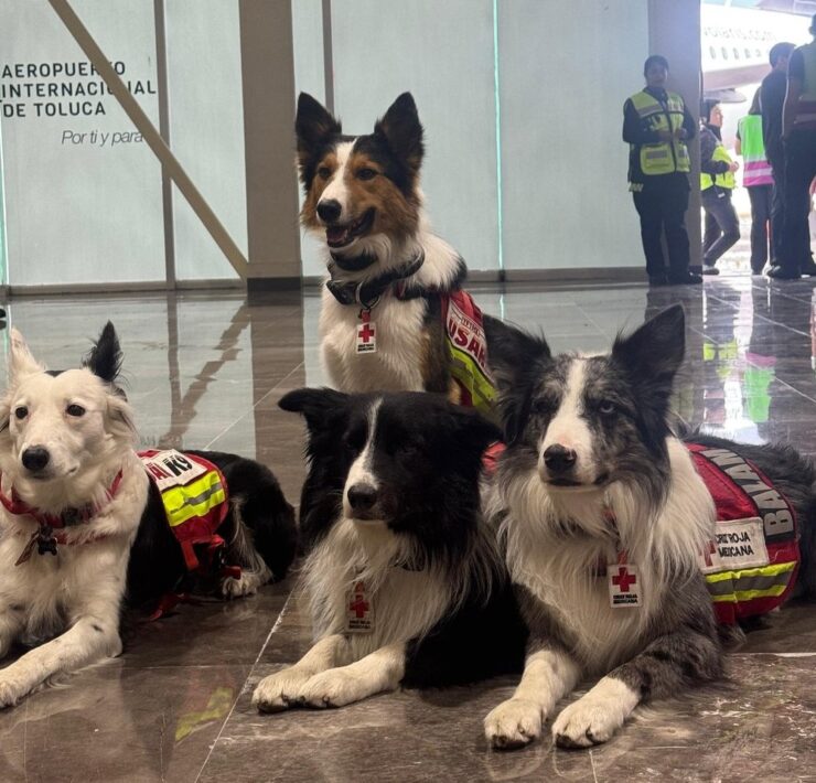 Perros rescatistas mexicanos viajan a Venezuela