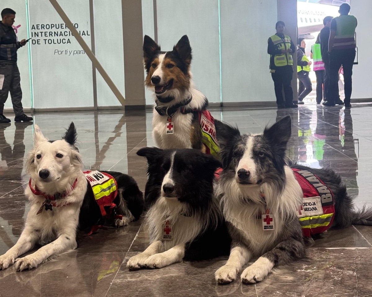 Perros rescatistas mexicanos viajan a Venezuela