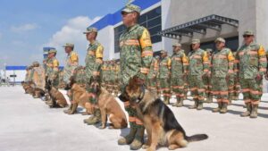 Los 18 binomios caninos y el personal del Batallón de Atención a Emergencias reforzarán las operaciones de búsqueda y rescate en Venezuela, llevando esperanza a las zonas afectadas por los devastadores terremotos.