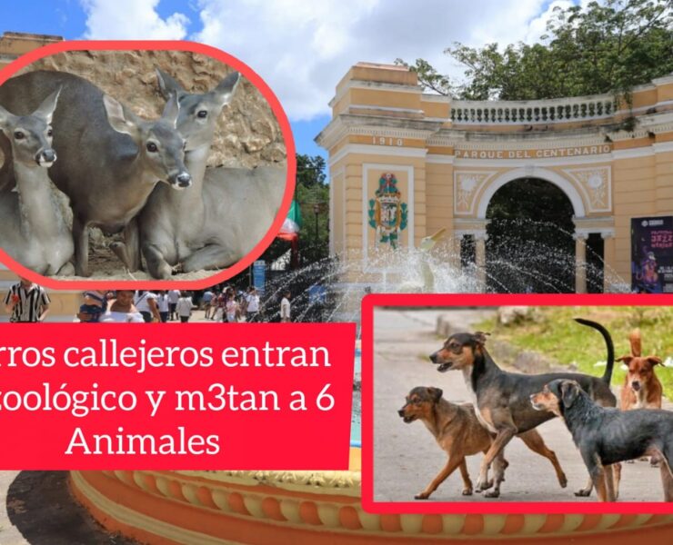 Tragedia en el Centenario: jauría m3ta a seis animales
