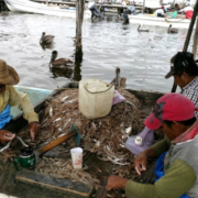 Pescadores de Campeche irán a huelga por crisis petrolera