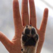 ¡Campeche lidera denuncias por delitos contra animales!