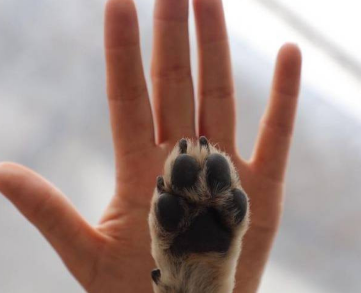 ¡Campeche lidera denuncias por delitos contra animales!
