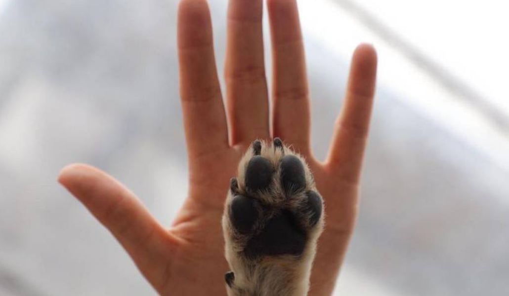 ¡Campeche lidera denuncias por delitos contra animales!