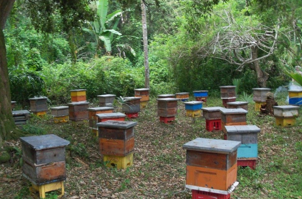 Apiarios sufren una tragedia y buscan justicia ambiental histórica