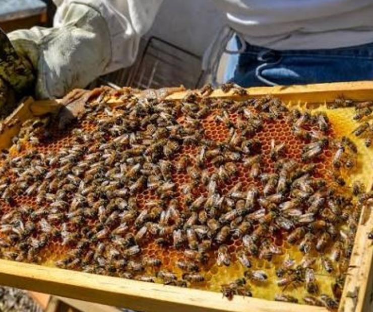 ¡Alerta en Campeche! Apicultores de Campeche en crisis buscan salvar su miel