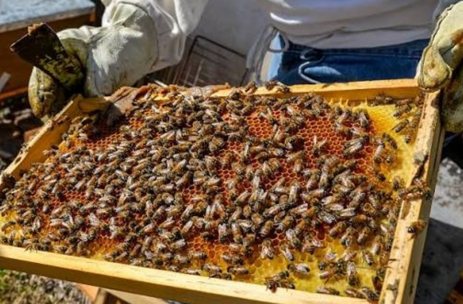 ¡Alerta en Campeche! Apicultores de Campeche en crisis buscan salvar su miel