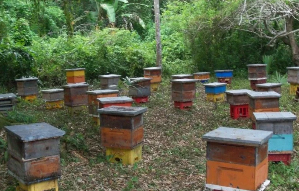Cambio climático y mercado golpean a productores de miel