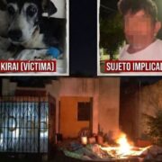 Fiscalía investiga caso de Kirai tras presunto abuso animal en Mérida