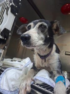 La canina rescatada fue nombrada KIRAI por las personas que ahora están a cargo de su cuidado
