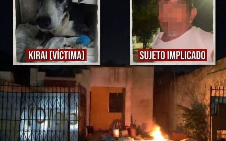 Fiscalía investiga caso de Kirai tras presunto abuso animal en Mérida