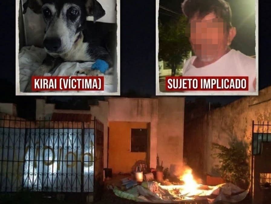 Fiscalía investiga caso de Kirai tras presunto abuso animal en Mérida