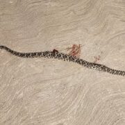 Mordida impactante: Hospitalizan a mujer tras ataque de serpiente de cascabel en Mérida ​