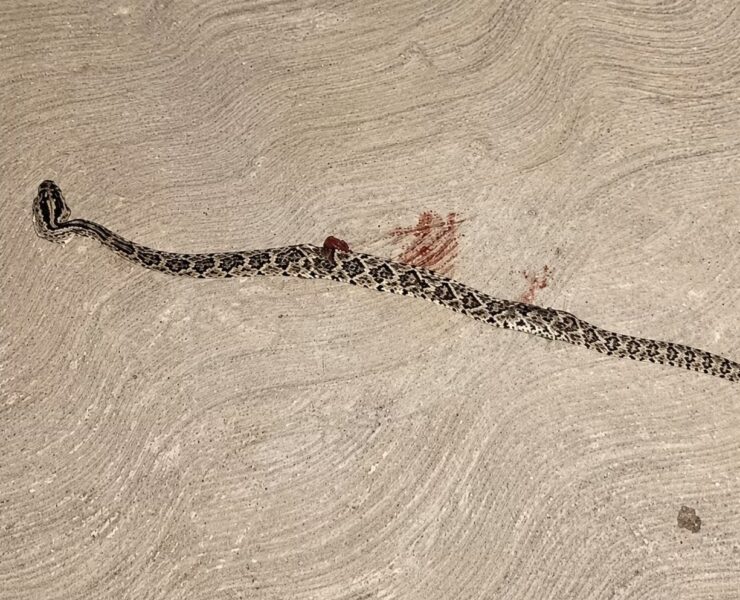Mordida impactante: Hospitalizan a mujer tras ataque de serpiente de cascabel en Mérida ​