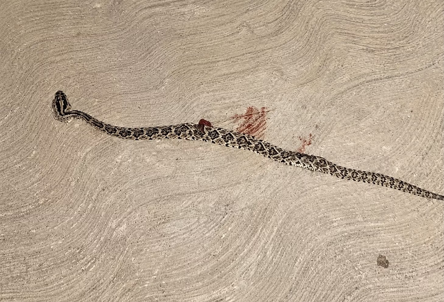 Mordida impactante: Hospitalizan a mujer tras ataque de serpiente de cascabel en Mérida ​
