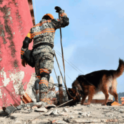 Max el perro rescatista mexicano