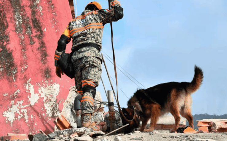 Max el perro rescatista mexicano