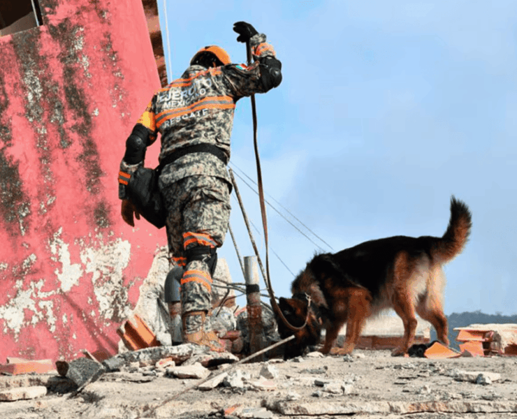 Max el perro rescatista mexicano