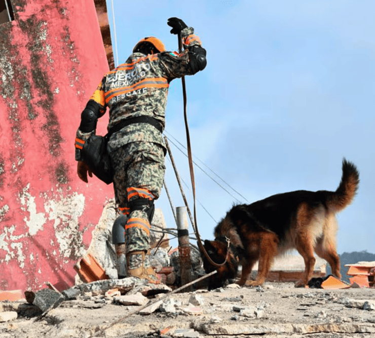 Max el perro rescatista mexicano