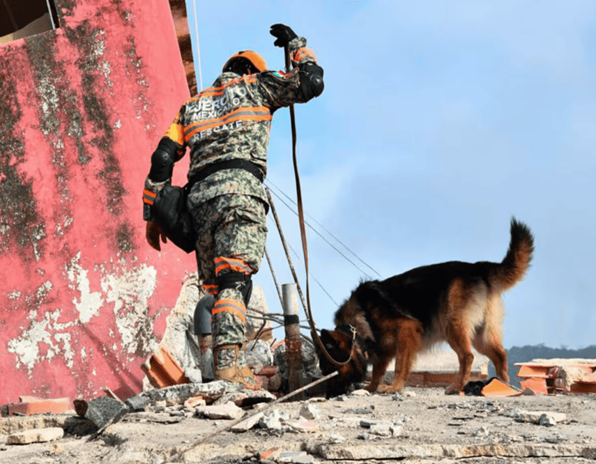Max el perro rescatista mexicano