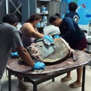 ¡Nadie puede creerlo! Perros atacaron a una tortuga marina 