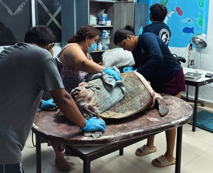 ¡Nadie puede creerlo! Perros atacaron a una tortuga marina 