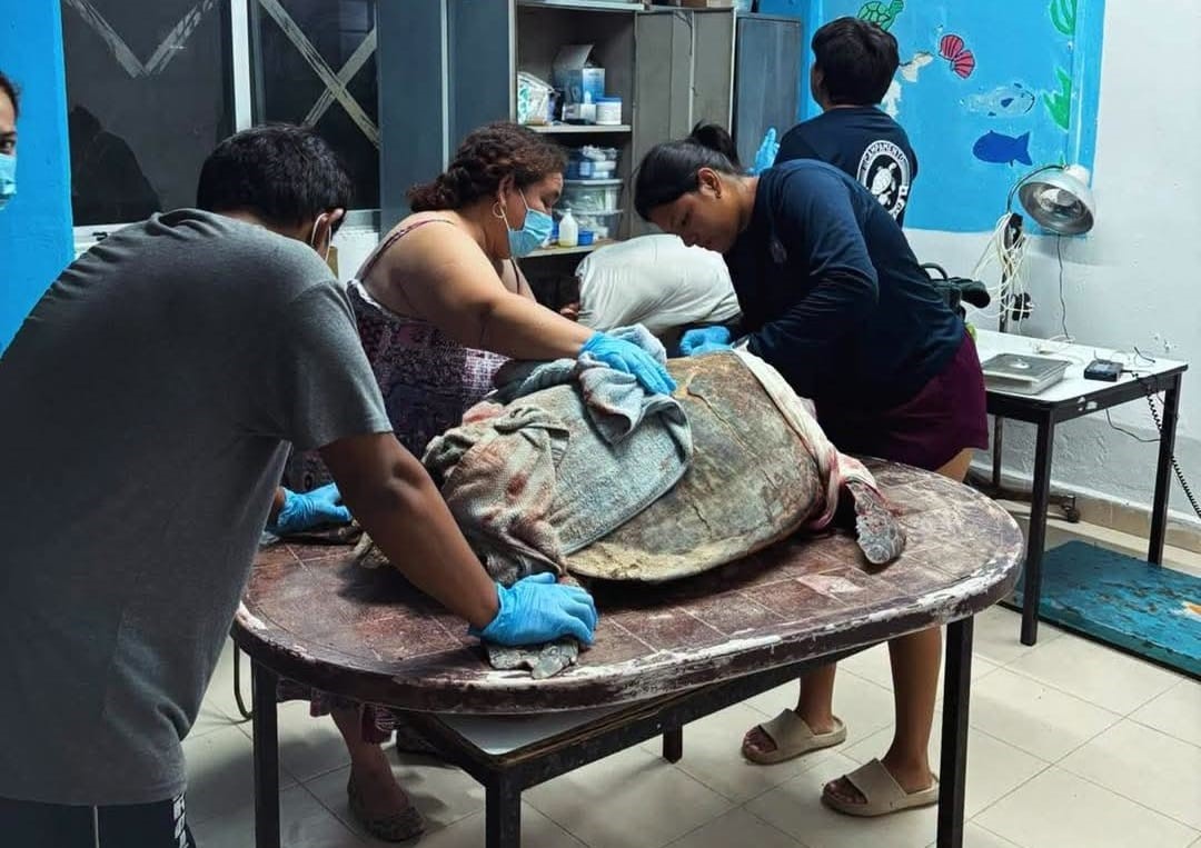¡Nadie puede creerlo! Perros atacaron a una tortuga marina 