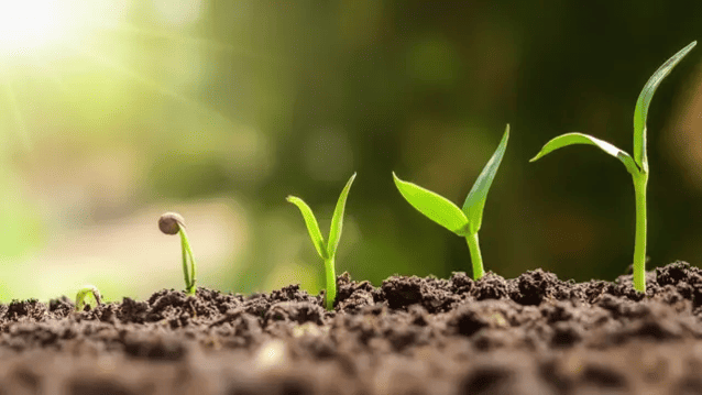 Plantas más resistentes de lo esperado
