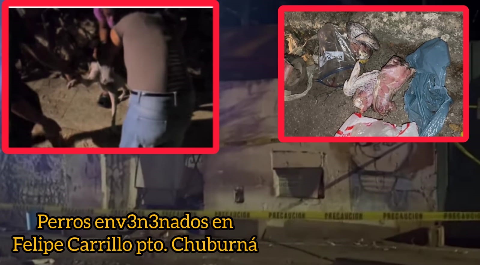 Presunto env3n3namiento masivo de perros en Chuburná causa indignación y alarma vecinal