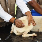Yucatán mantiene más de dos décadas sin rabia humana gracias a prevención