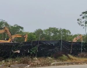Porque cuando la modernidad se abre paso con excavadoras, no sólo desaparecen árboles