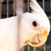 ¡Alerta! Nuevo llamado para NO normalizar la tenencia de loros silvestres
