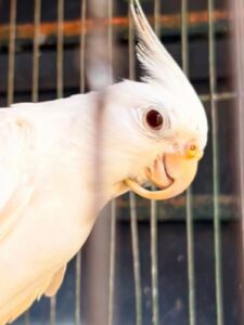 La organización civil Proyecto Santa María hizo un nuevo, urgente llamado a no seguir normalizando el maltrato y la tenencia de loros silvestres
