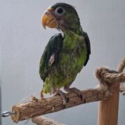 ¡Milagro para Burbuja! La lorita sobrevivió tras brutal caso de maltrato