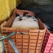 Retienen 1.5 toneladas de tilapia