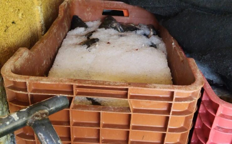Retienen 1.5 toneladas de tilapia