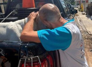 Elementos de la SSP resguardaron a dos perros pitbulls tras el ataque contra una mujer en la colonia Bojórquez, al poniente de Mérida.