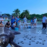 ¡La liberación de tortugas en Campeche emociona a todos!
