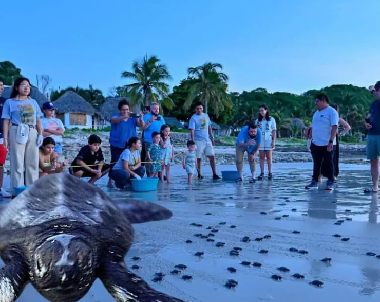 ¡La liberación de tortugas en Campeche emociona a todos!