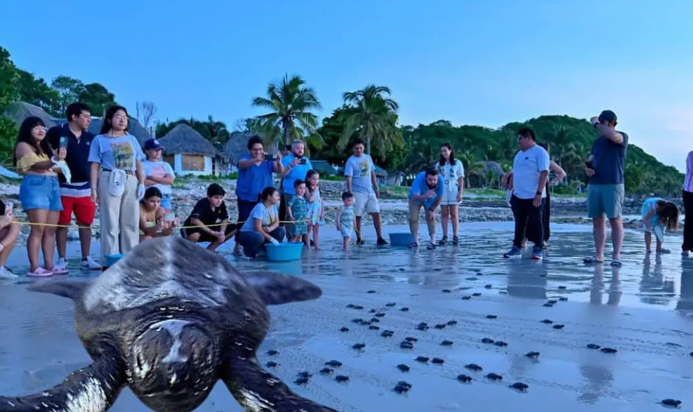 ¡La liberación de tortugas en Campeche emociona a todos!