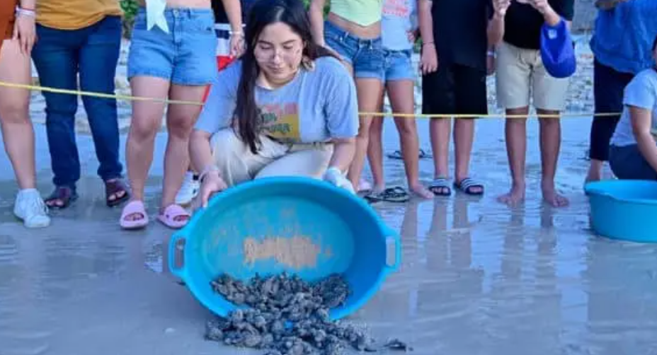 Fechas y sedes de la liberación de tortugas en Campeche